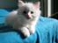 Ragdoll DK Wrensted Nemo - 7 uger