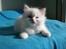 Ragdoll DK Wrensted Nemo - 7 uger