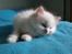 Ragdoll DK Wrensted Nemo - 7 uger