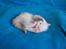 Ragdoll DK Wrensted Nemo - 5 uger