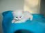 Ragdoll DK Wrensted Nemo - 5 uger