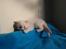 Ragdoll DK Wrensted Nemo - 5 uger