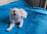 Ragdoll DK Wrensted Nemo - 5 uger