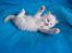 Ragdoll DK Wrensted Nemo - 5 uger