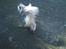 Maine Coon DK Agerskov's Bailey (Malou)