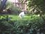 Maine Coon basse