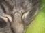 Maine Coon DK Engberg's Arkimedes (kælenavn Surfer)