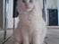Blanding af racer Hellig Birma/Maine Coon Mickey