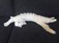 Blanding af racer Hellig Birma/Maine Coon Mickey