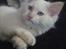 Blanding af racer Hellig Birma/Maine Coon Mickey