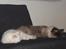 Blanding af racer Hellig Birma/Maine Coon Mickey