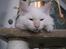 Blanding af racer Hellig Birma/Maine Coon Mickey