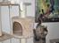 Blanding af racer Hellig Birma/Maine Coon Mickey
