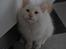 Blanding af racer Hellig Birma/Maine Coon Mickey