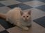Blanding af racer Hellig Birma/Maine Coon Mickey