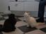 Blanding af racer Hellig Birma/Maine Coon Mickey
