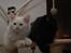 Blanding af racer Hellig Birma/Maine Coon Mickey