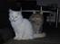 Blanding af racer Hellig Birma/Maine Coon Mickey