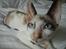Cornish Rex Abby - Smukke øjne :)