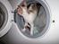 Cornish Rex Abby - Man skal lige tjekke inden man starter vaskemaskinen :)