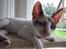 Cornish Rex Abby