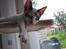 Cornish Rex Abby - Yndlings flade-ud stedet.