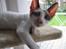 Cornish Rex Abby
