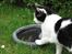 Huskat Sasha - En tår vand fra fuglebadet måske?