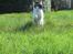 Huskat Sasha - Wroomm.. :)