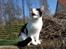 Huskat Sasha - ,,Mnauuo!'' :)