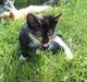 Huskat Fight Mis/ Sally