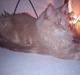 Maine Coon bailey (bumle)