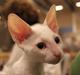 Cornish Rex Arwen Evening Star