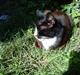 Huskat Stripe