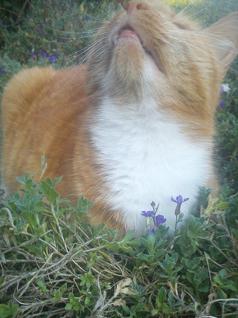 Huskat Mullerbjørn.. {min engel:* - Nutid Datid jeg vil være en Búll foraltid!<3 billede 8