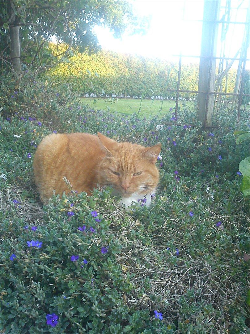 Huskat Mullerbjørn.. {min engel:* - Nutid Datid kat foraltid!<3 billede 9