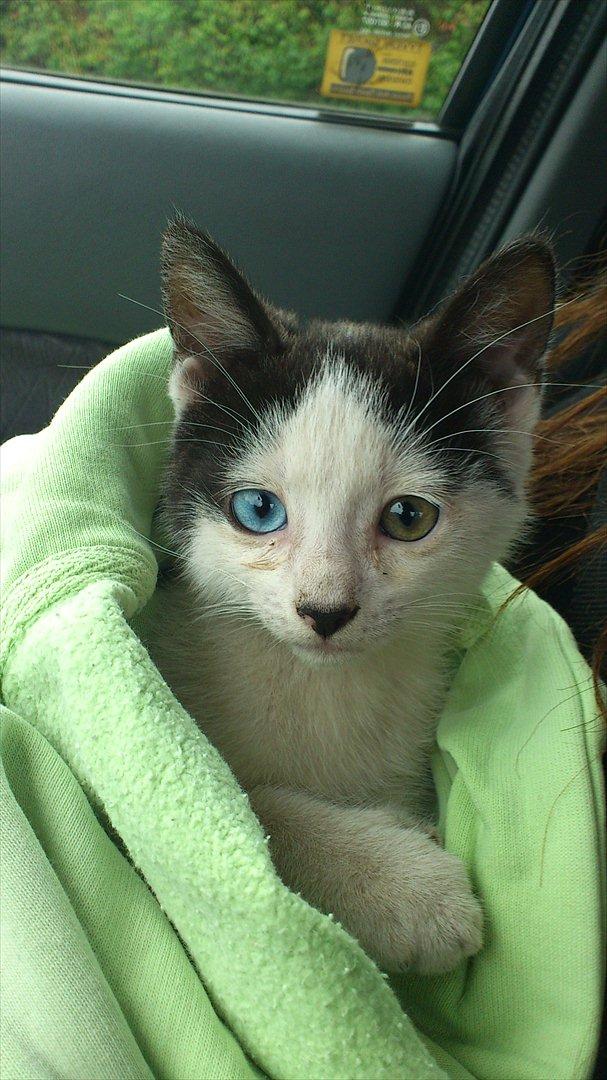 Blanding af racer frk. bowie billede 5