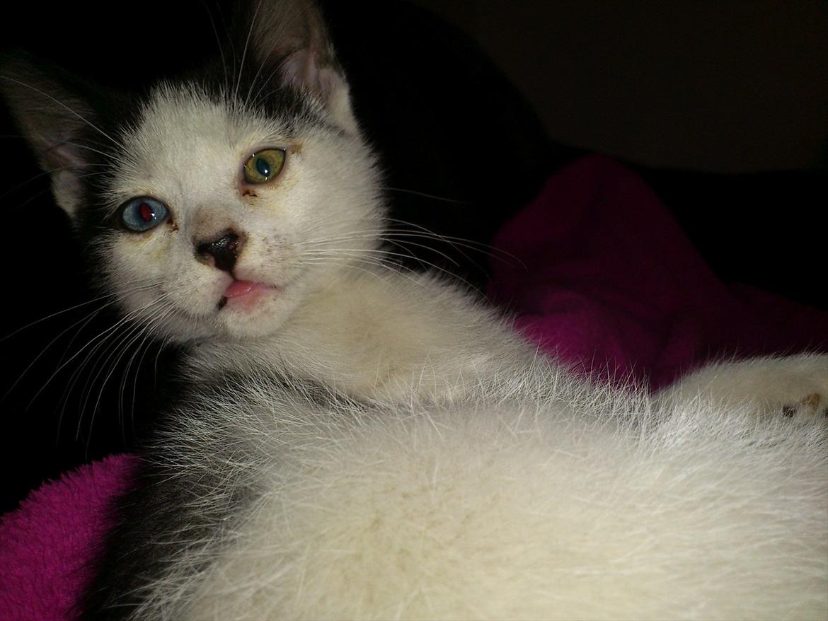 Blanding af racer frk. bowie billede 6