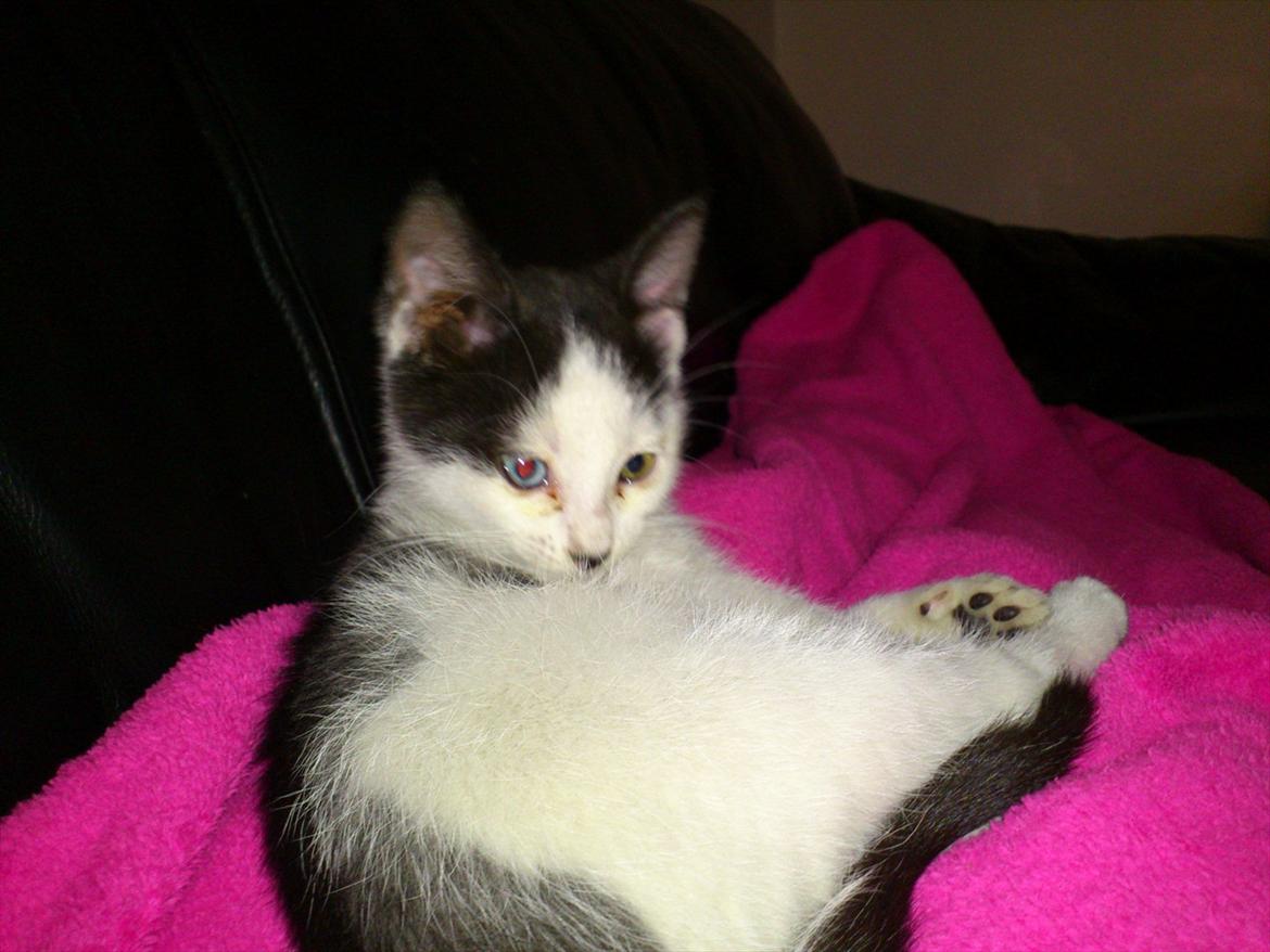 Blanding af racer frk. bowie billede 7