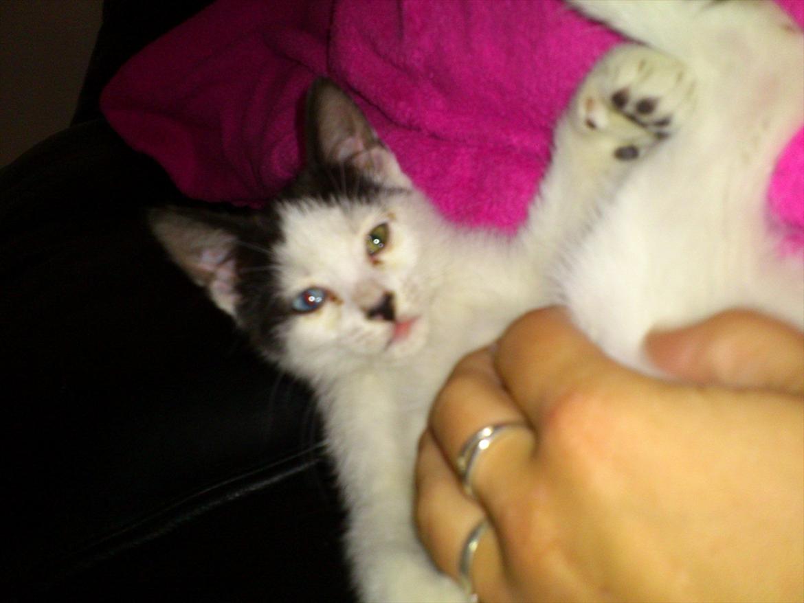 Blanding af racer frk. bowie billede 8