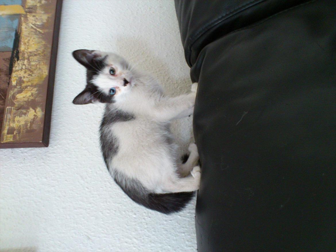 Blanding af racer frk. bowie billede 9