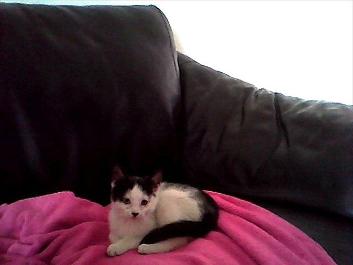 Blanding af racer frk. bowie billede 10