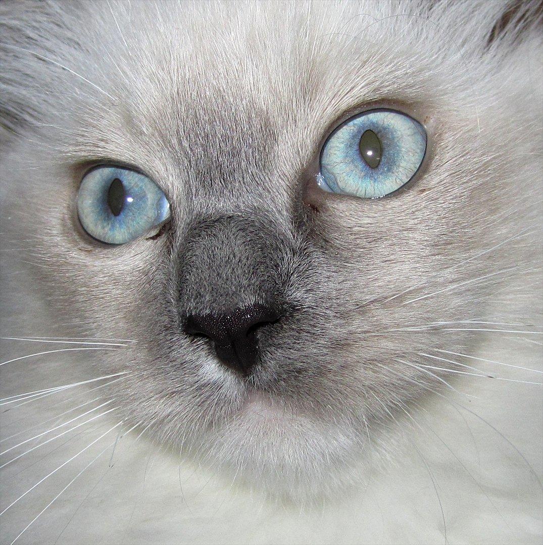 Ragdoll DK Lille Musse's Daredevil  aka Devil - Du smukke misser billede 13