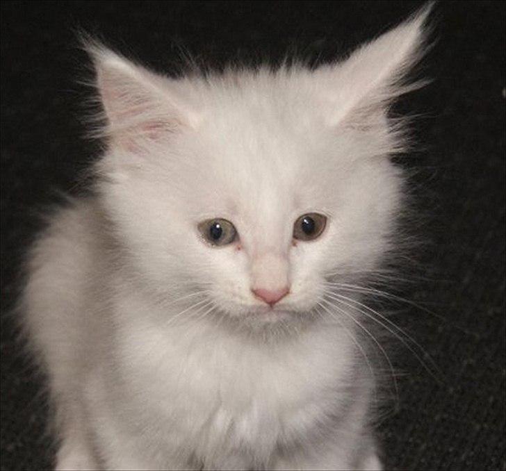 Maine Coon Carrie billede 1