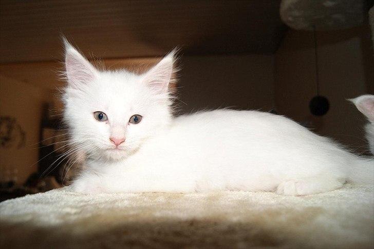 Maine Coon Carrie billede 2