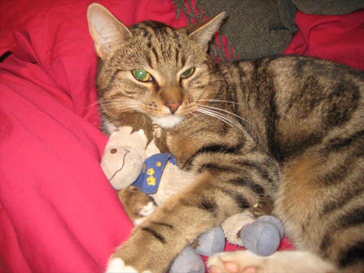 Huskat Slaske billede 7