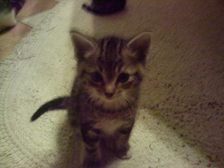 Huskat Slaske billede 3