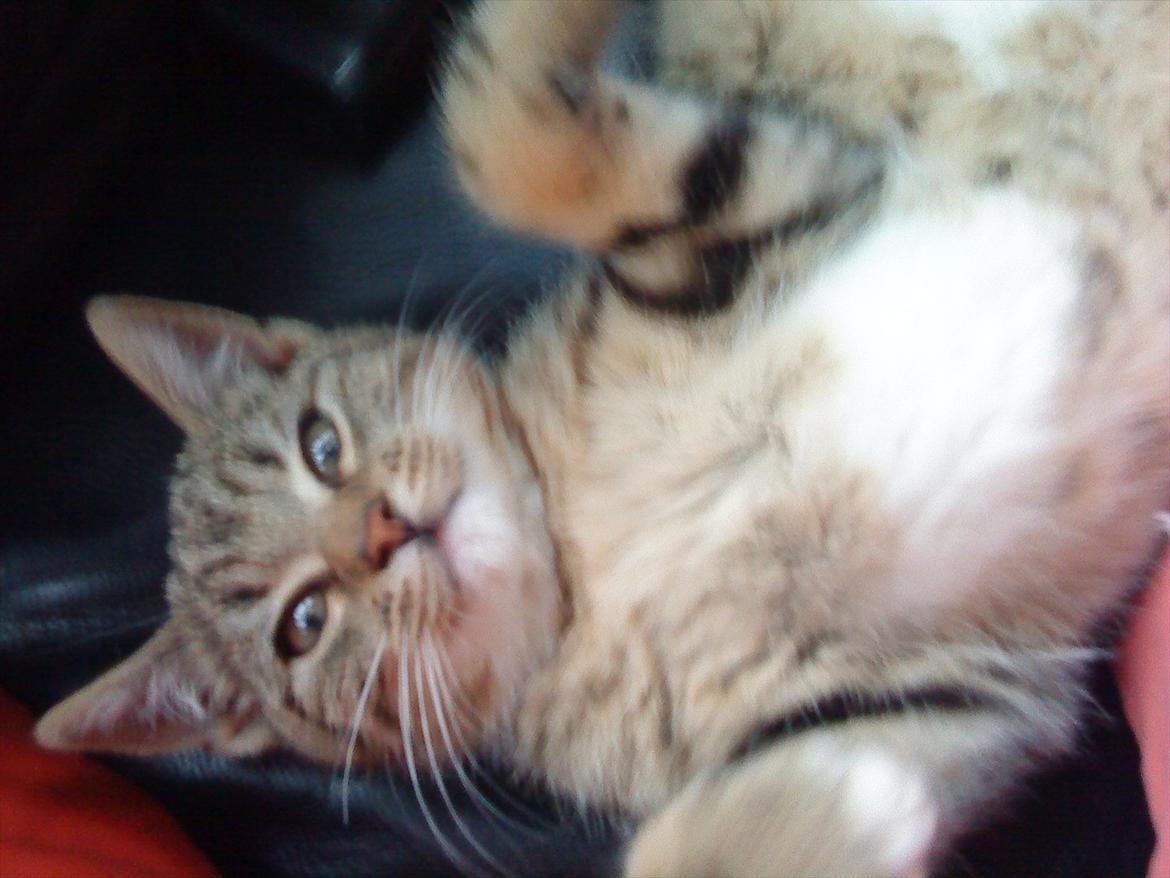 Huskat Slaske billede 17