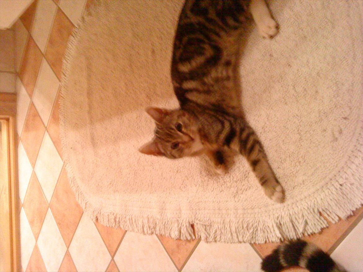 Huskat Slaske billede 19