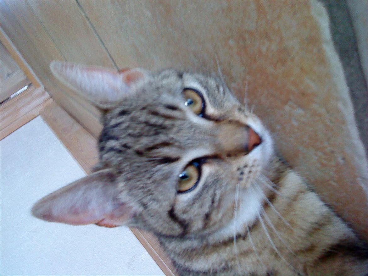 Huskat Slaske billede 16